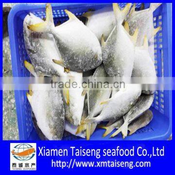 New Season Frozen Whole Round IQF Golden Pompano Fish