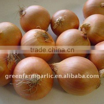 Fresh holland Yellow Onion