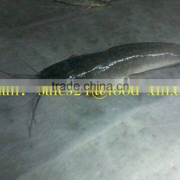 Wholesale catfish with good quality