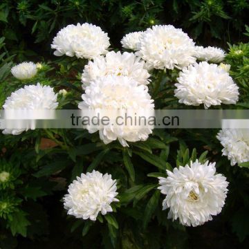 Sale good quality Aster seeds Callistephus chinensis flowers Seeds For planting