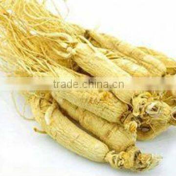 White Ginseng Root