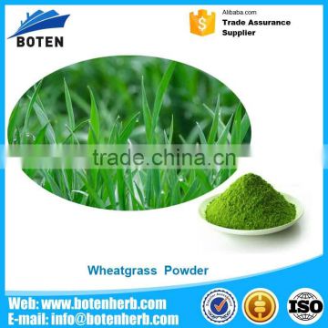 Wheatgrass Seeds Wheatgrass Powder