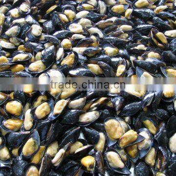 Half shell mussel