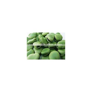 light green broad bean