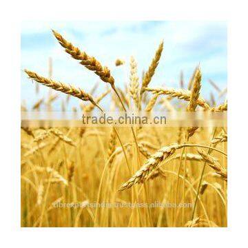 Wheat Germ Oil (Triticum Vulgare)