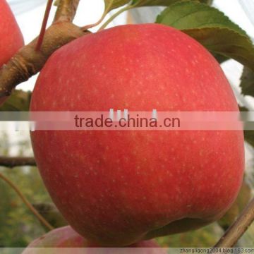 China fruit fuji apple for sale