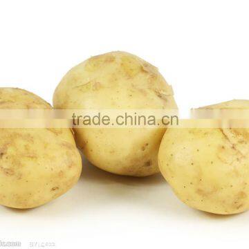 2014 hot sale new crop sweet seed potatos