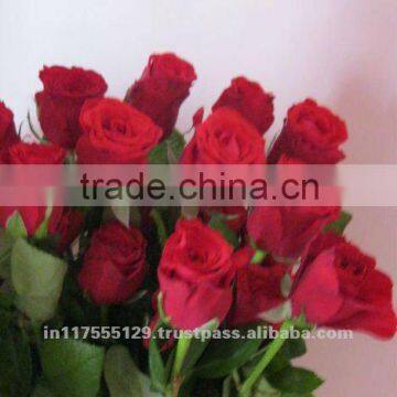 Fresh Cut Red color Rose Flowers