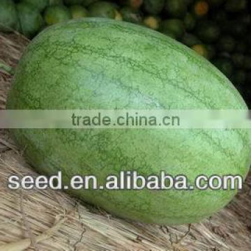 Green beauty oval shape high resistance hybrid f1 watermelon seeds