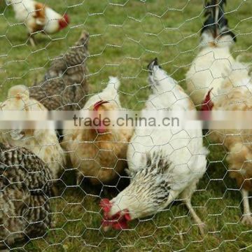 factory bird/chicken cage wire mesh/netting with high quality low price