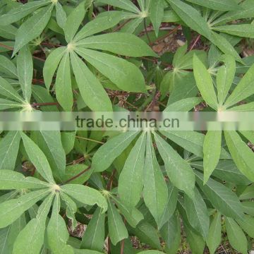 Cassava Leaf Grade A From Vietnam