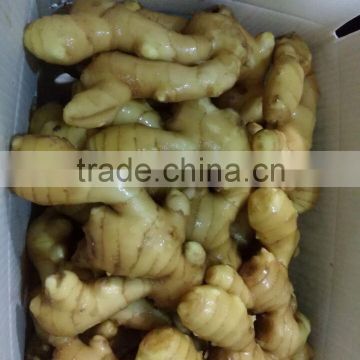 FRESH GINGER WITH PVC BOXES FOR MIDDLE EAST MARKET