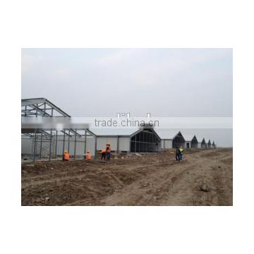 chicken broiler poultry farm