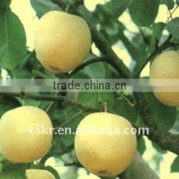 Best yellow apple sweet and crisp/royal Chinese delicious juicy apples in 2011