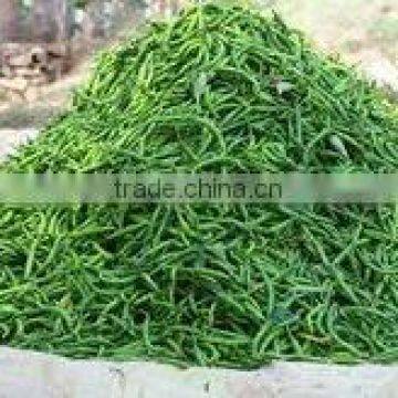 FRESH GREEN CHILLI