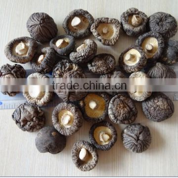 Mushroom GRADE A ( CAP 4-5 CM )