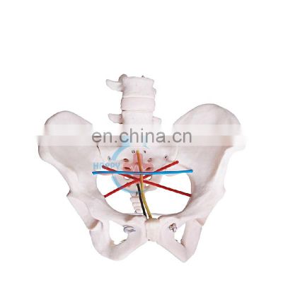 HC-S342 Medical science teaching model  human Skeleton pelvic anatomy teaching model