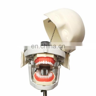 Tooth teaching model Dental instrument Dental manikins Phantom Head for price