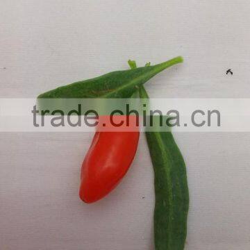 Fresh Goji Fruit