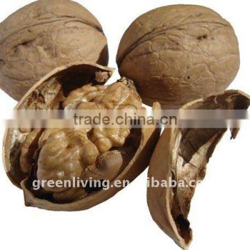 China walnut in shell