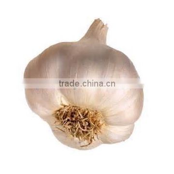 Garlic: Planting, Growing and Harvesting Garlic