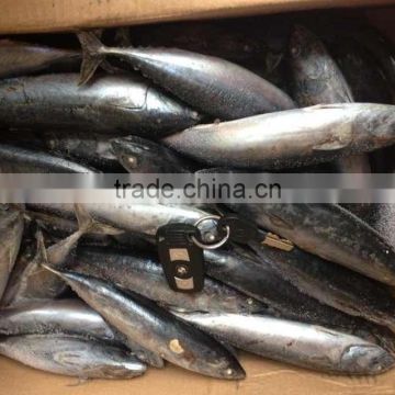 thailand export tuna fish bonito
