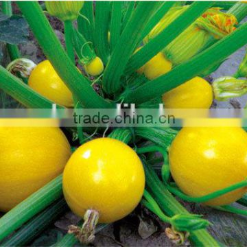 Jinzhu3 chinese yellow skin good commercial Squash seeds