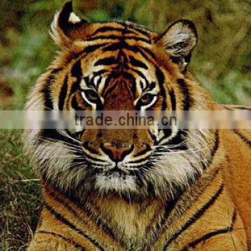 Tiger face pattern cloth painting