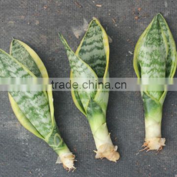 Sansevieria for Middle East Market