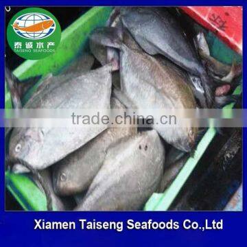 Frozen Black Pomfret Fish Raised By Famers From China