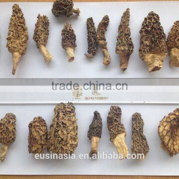 WILD EXTRA GRADE MORCHELLA CONICA