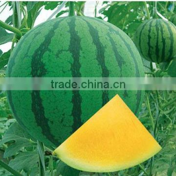 Golden Orchid chinese yellow flesh seedless watermelon seeds