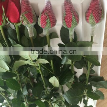 Export Types Fresh Cut Rose Flower fragrant rose flowers