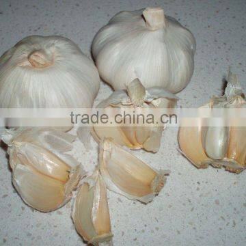 Normal white Garlic from Jinxiang