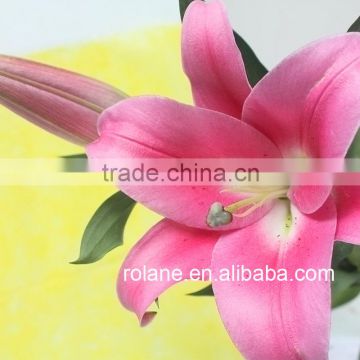 Cheap And Good Alibaba China Hot Selling Fresh Cut Lilium From YUNNAN Planting Base