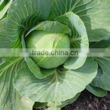 Farm Fresh Cabbage Exporter