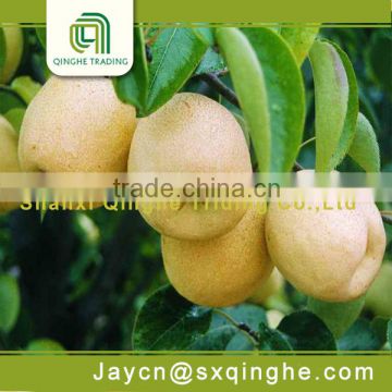 wholesale price fruit pear su