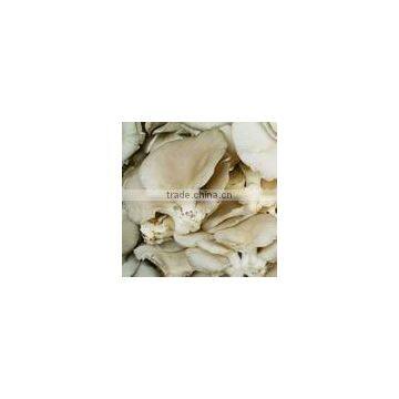 high quality pleurotus ostreatus in brine from new crop