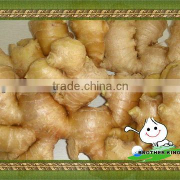 China air dry ginger,fresh ginger