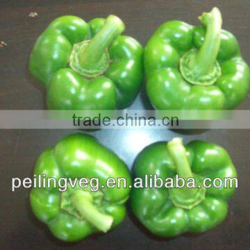 10/15kg carton bags 2013 new crop Chinese Green Sweet Pepper
