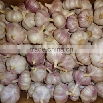 Chinese Fresh Normal White Garlic New Crop 2016 Top Quality