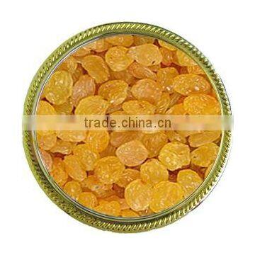 INDIAN ORIGIN QUALITY SEEDLESS GOLDEN RAISIN