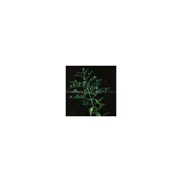 Andrographis Paniculata Extract/Andrographolides