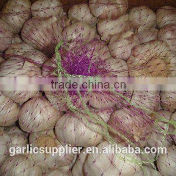 2014 crop garlic