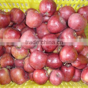 2015 fresh huaniu apple red delicious apple