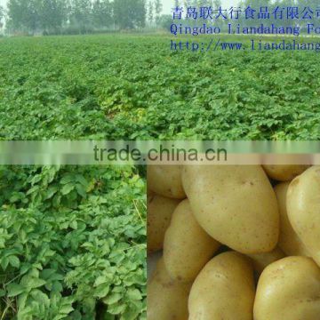 GAP 2016 Crop Potatoes Production Area
