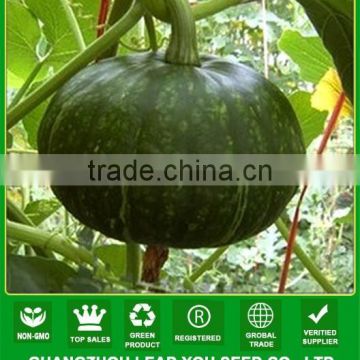 MPU07 Biqing dark green pumpkin seeds hybrid in chinese vegetable seeds