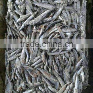 hot sales landing frozen anchovy