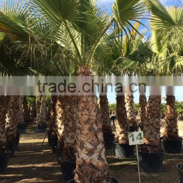 Washingtonia Robusta palm tree