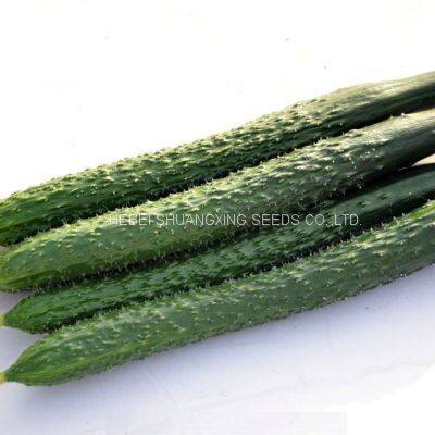 Chinese new-bred cucumber hybrid seeds SXC No.1